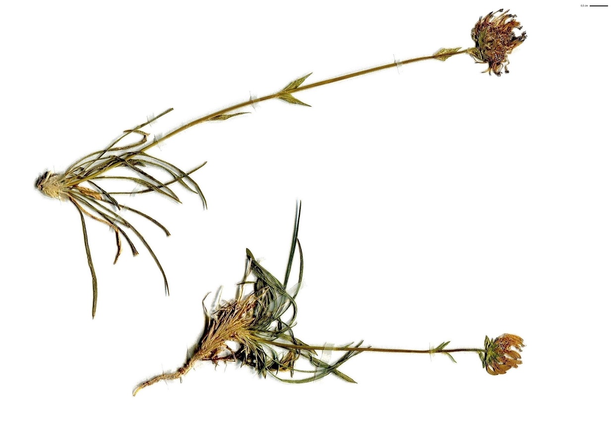 Phyteuma hemisphaericum (Campanulaceae)